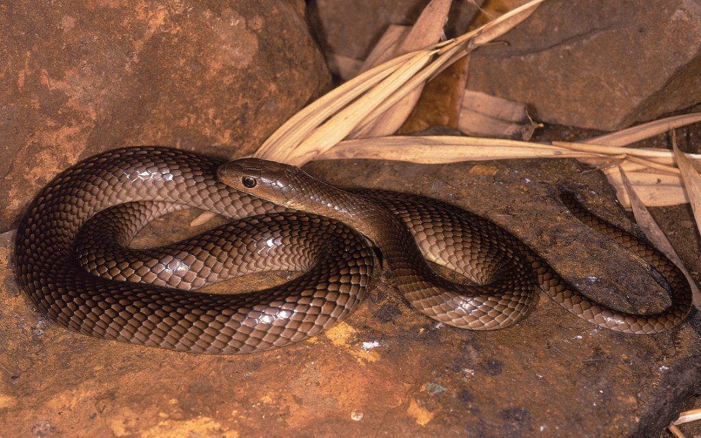 Stout Sand Snake